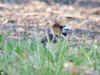 Hawfinch at Hockley Woods (Steve Arlow) (59855 bytes)